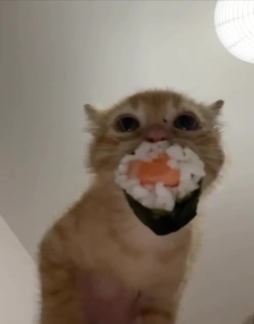 Fanatic about sushi 😂