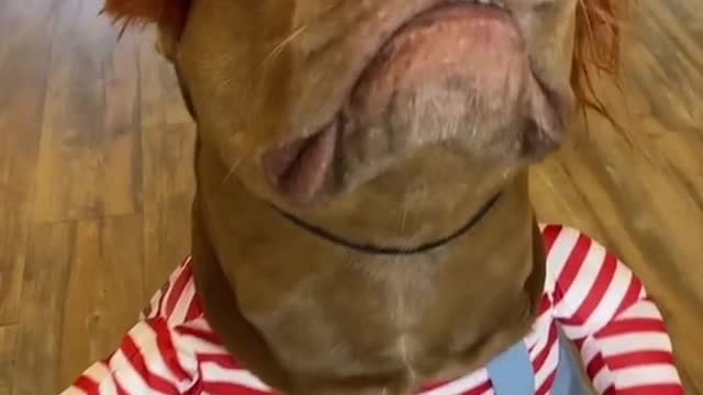 THE MOST FUNNY DOG EVER