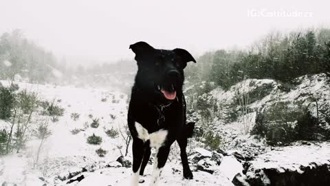 Black dog sits in the snow