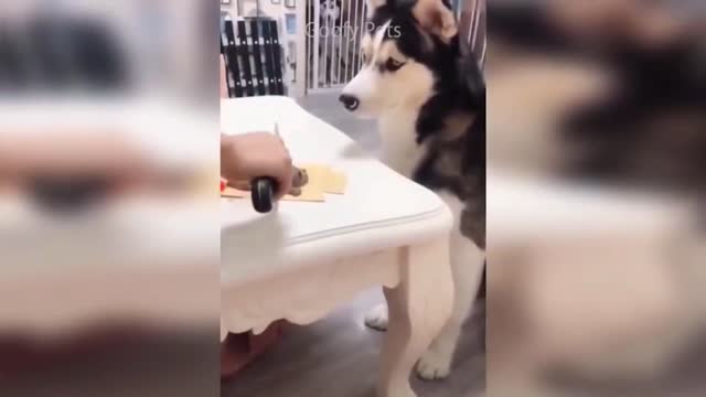 funny cute dog shocked