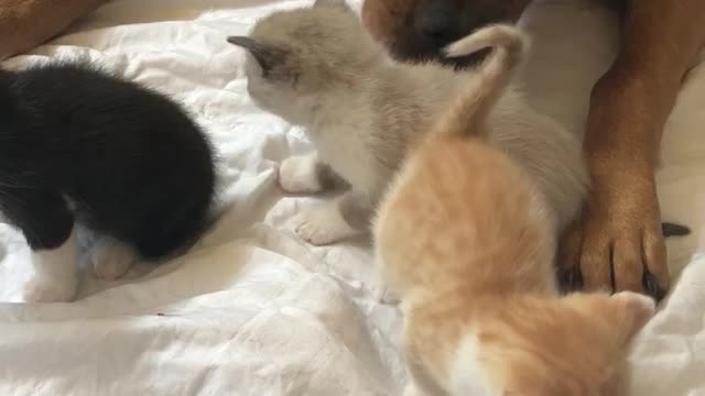 Kittens meet big puppy