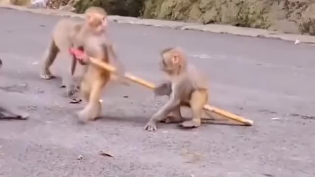 Funny monkey video