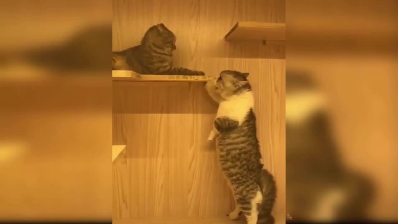 cute cat funny video