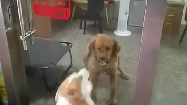 Funny video 2022 - Dog fight