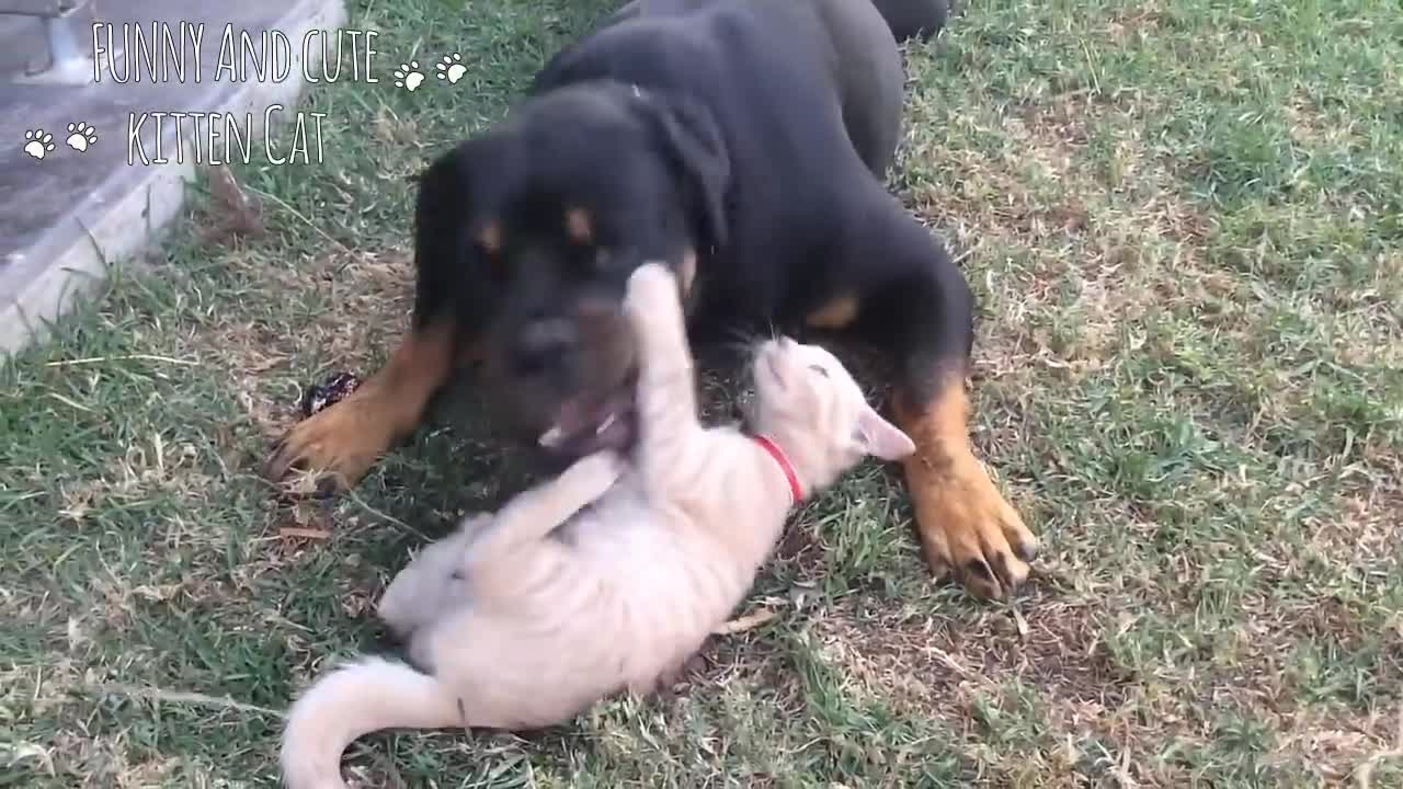 CATS AND DOGS # Funny Cat and Dog Vines COMBINATION 623 visualizações•18 de dez. de 2019