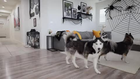 Dog Pranke with Skeleton most funny video
