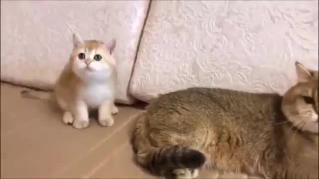 Funny Cat Vines Compilation Video 2017