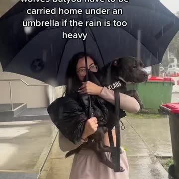 stay safe in the rain or heat #trending #shorts #tiktok #dog #viral #rain #umbrella