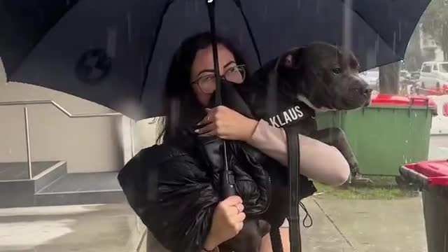 stay safe in the rain or heat #trending #shorts #tiktok #dog #viral #rain #umbrella