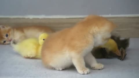 Kitten and Little Duck Friendship