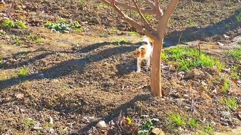 A cute kitten and a cute cat are walking around the yard 🥰