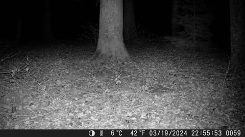 A little Swiss marten at night - Ein kleiner Schweizer Marder in der Nacht