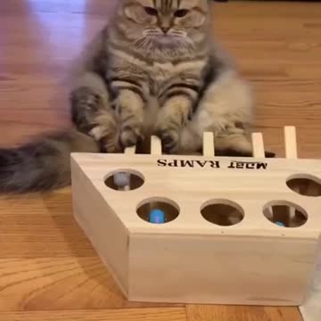 YOU EVER SEEN A FLUFFY CAT USING ITS BRAIN??? FUNNY CUTE PETS