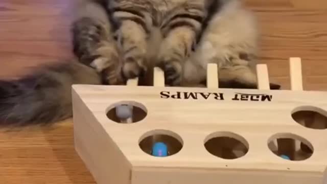 YOU EVER SEEN A FLUFFY CAT USING ITS BRAIN??? FUNNY CUTE PETS