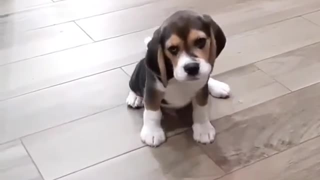 This dog doing moon walk backward in anger.