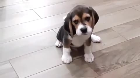 This dog doing moon walk backward in anger.