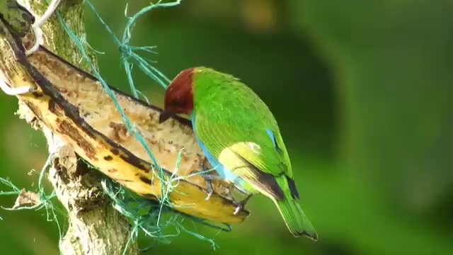 الطبيعة الخلابة أصوات العصافير الطبيعة الخلابة أصوات العصافير Beautiful nature birdsong⛰️🌺🐦🦜🕊️