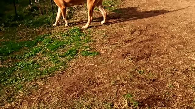 Ball in the backyard