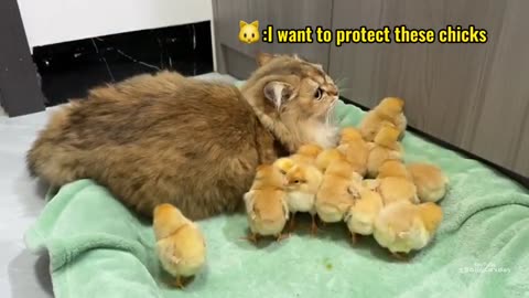 The cat returned the chick to the hen. Funny cute🤣