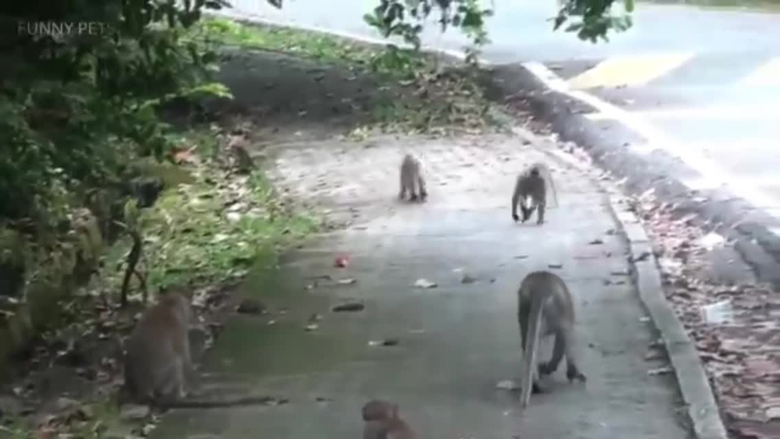 Funny cat and monkey's