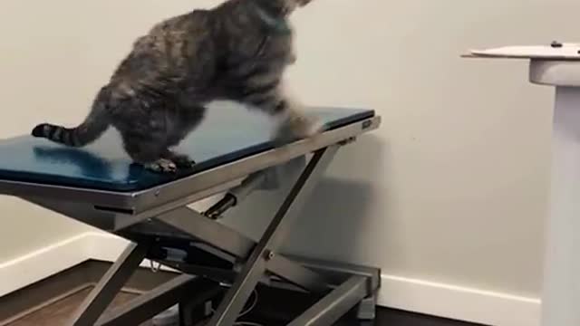 Cute Kittens Doing Funny Things