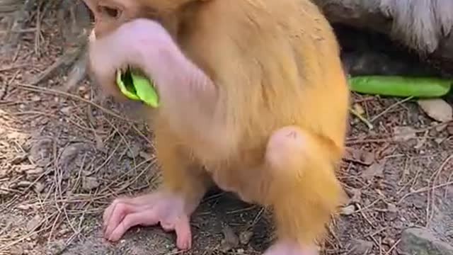 The little monkey eats very cute