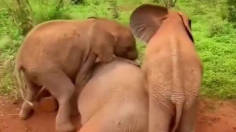 Elephant 🐘 and his calf playing