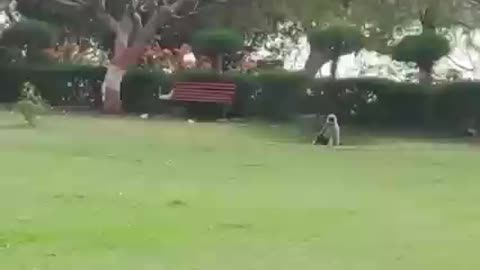 Monkey doing back flip seeing man