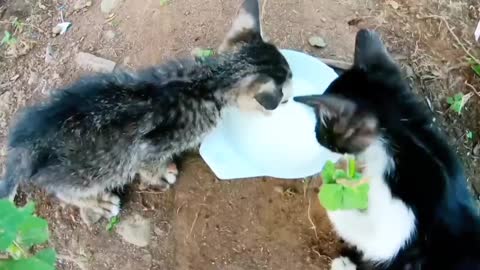 Cats drink milk.