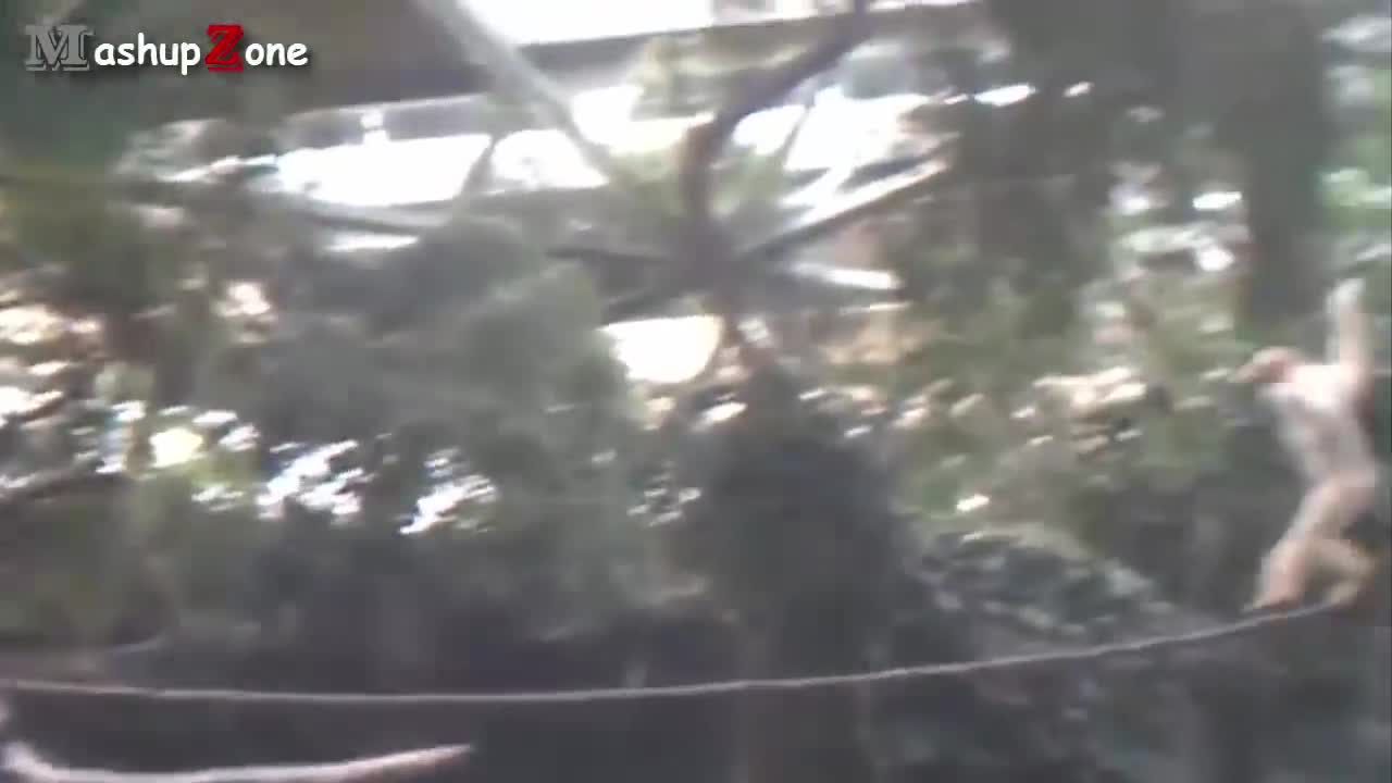 Funny Monkey Videos - A Funny Monkeys