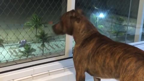 My Best Friend Dog 🥰😍❤️