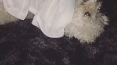 White dog lays on black blanket and chews on dress