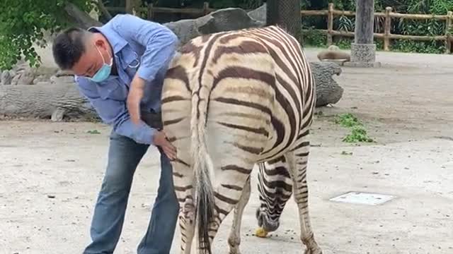 Enjoy the zebra 2