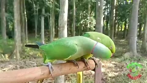 Ring neck parrot