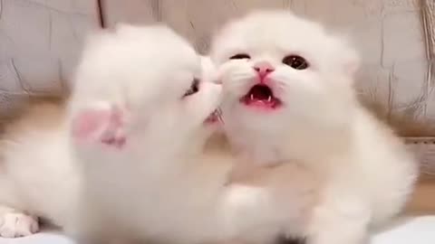 Vary cute cat fight 😂 !!!