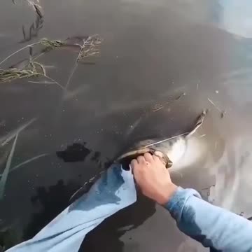 CATFISH-ING 🐟🎣