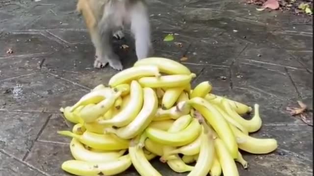 how to popular funny video See how🐒 monkey is eating banana🍌