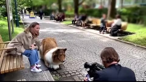 Guy who spent $20,000 to Transform Himself Into A Dog takes a Stroll through a Park in Japan....