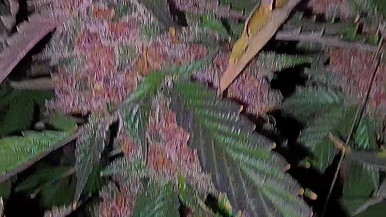 Relentless Genetics Breeder's Cut Trop Cherry #8