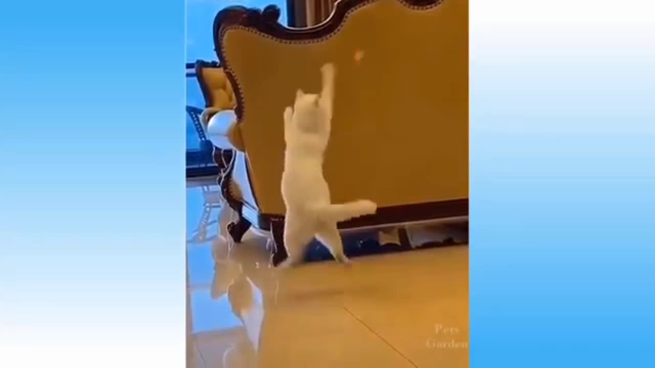 You will get stomach ache from cat laughing so🐈 hard funny video!!