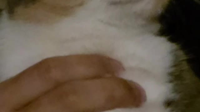 Cat Stuck In Time