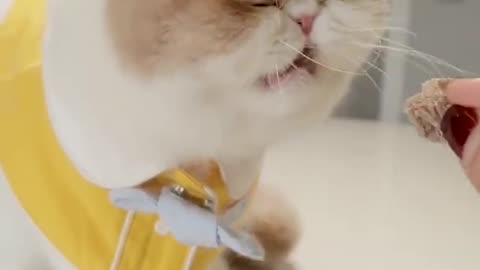 Cutie Animals