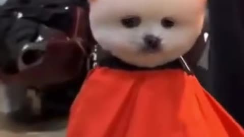 super Cute Puppy | Funny Cute Puppy | Dogs and Cats Shorts
