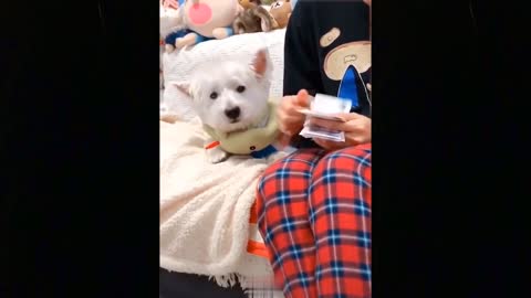 💗Cute And Funny Pets Try Not To Laugh To These Pets Compilation #10💗