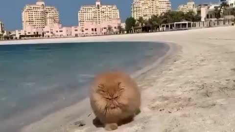 It's time for the cat to play on the beach