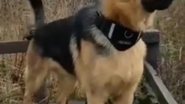 dog_barking_like_a_pro_dog_sound_dog_voice_#dailycreature_#shorts