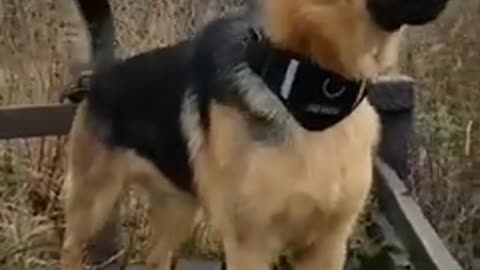 dog_barking_like_a_pro_dog_sound_dog_voice_#dailycreature_#shorts