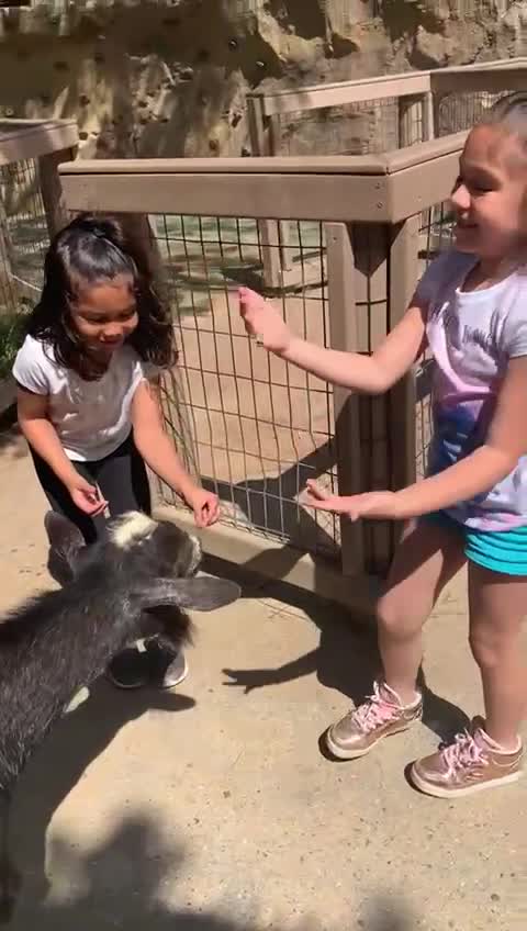 My daughter was SCARED to feed the goats at first.