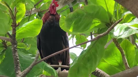Rooster in Tree