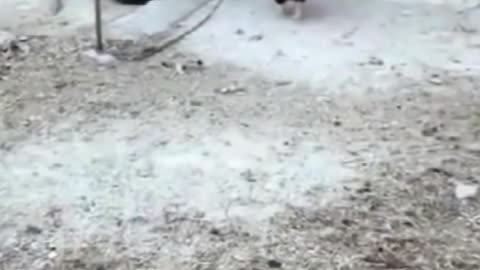 dog vs chicken